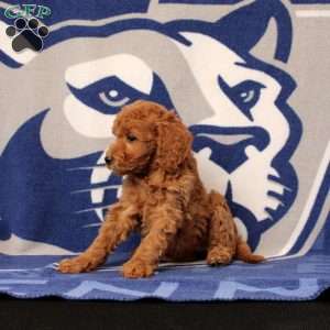 Elsie, Mini Goldendoodle Puppy